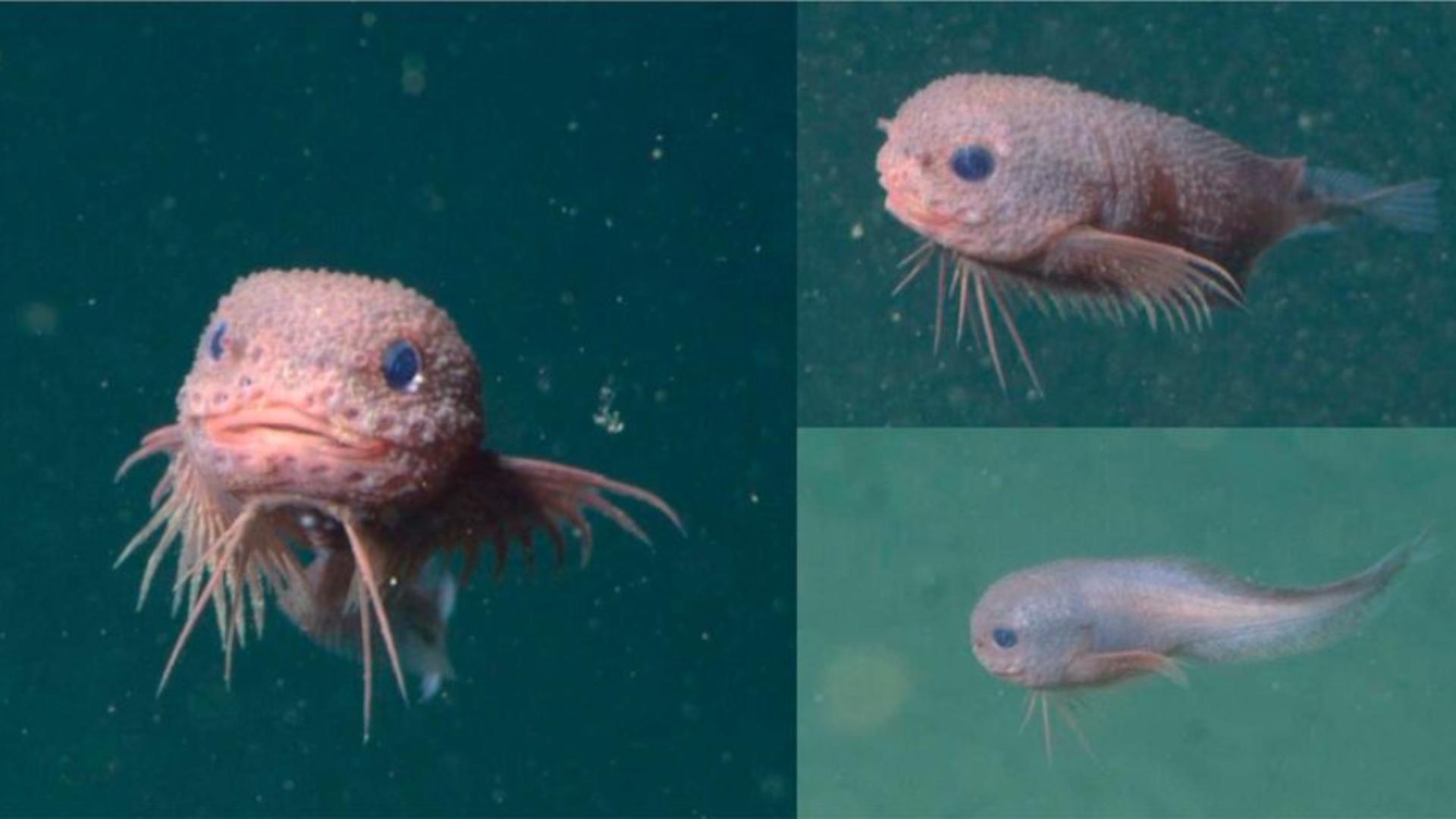 Descoperire neobișnuită în adâncuri: un pește roz care seamănă cu Labubu i-a uimit cercetători