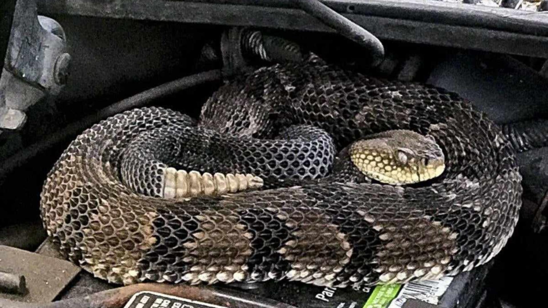 Imaginea reptilei de dimensiuni impresioannte a devenit virală