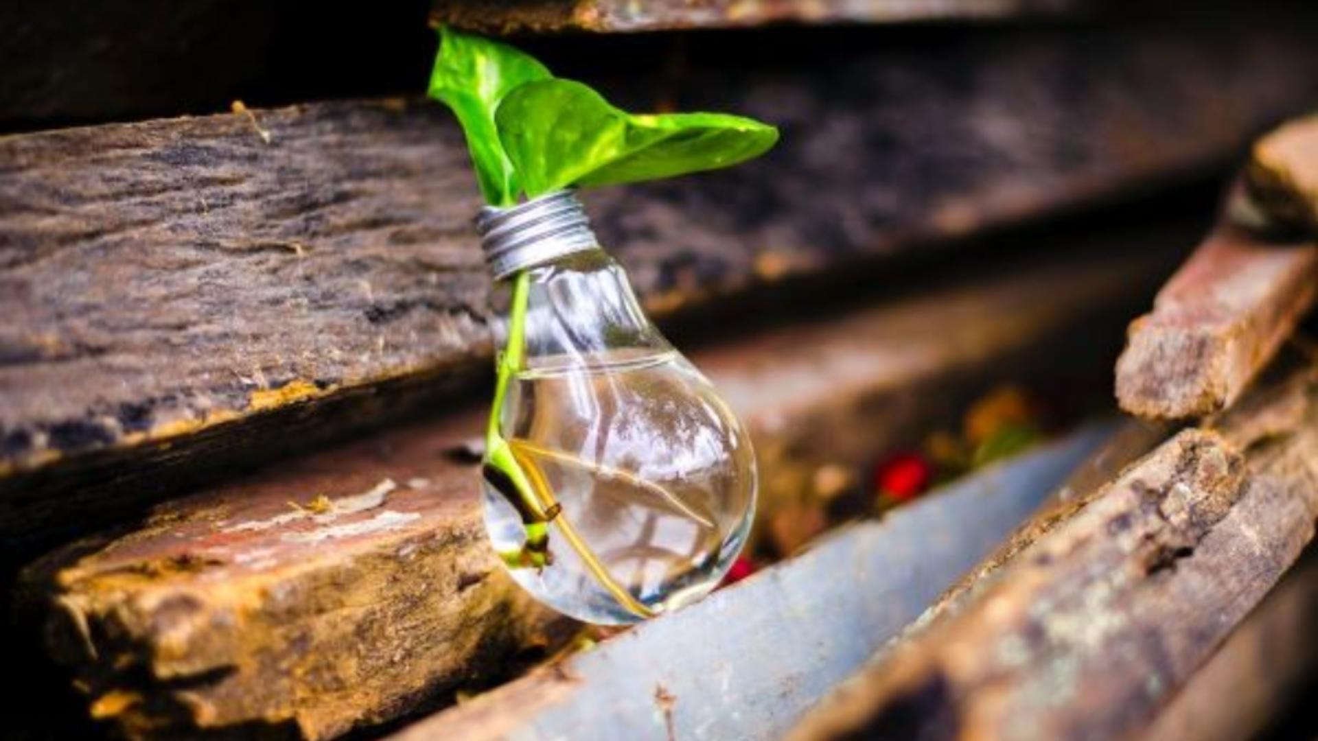 Deșeurile din lemn devin combustibil curat: cum funcționează lanțul de reciclare în România