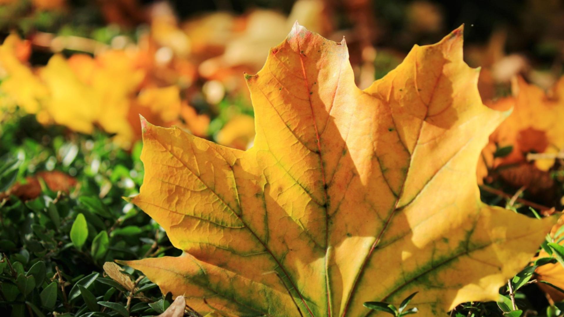 Cod galben de caniculă în vestul și nordul țării. ANM anunță temperaturi de până la 36°C și disconfort termic accentuat