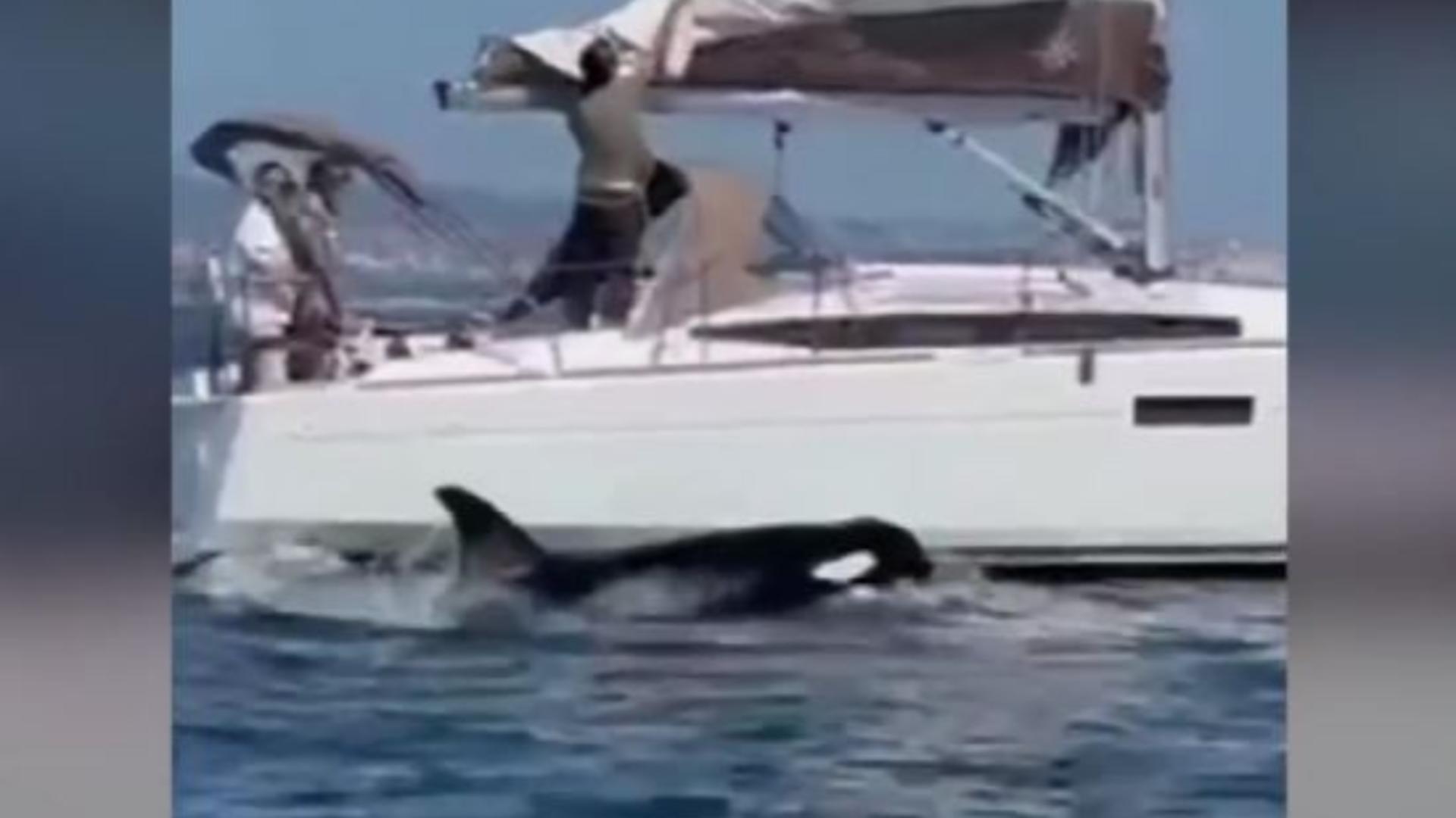 Șocant: iaht cu 5 persoane la bord, atacat de balene ucigașe