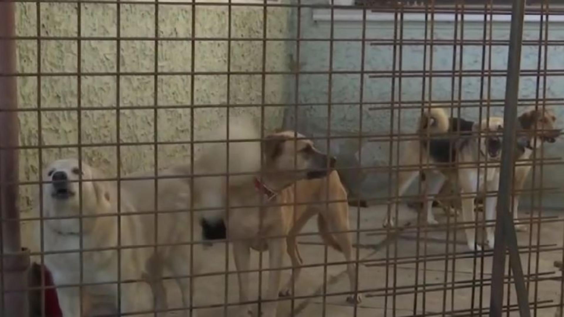 Coșmarul unor locatari din Brașov: 27 de câini ținuți într-o casă de 80 mp. Evacuarea a fost cu scandal