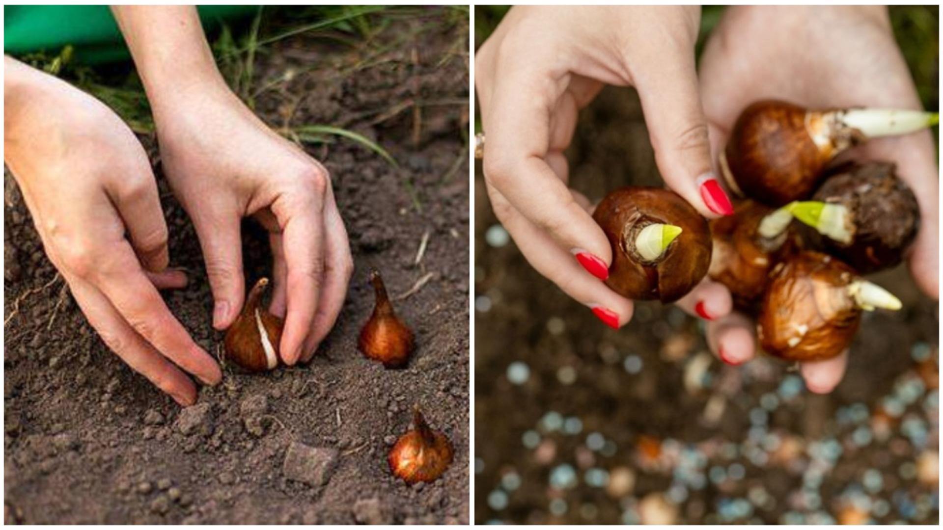 Care este cel mai bun moment pentru a planta bulbii de flori