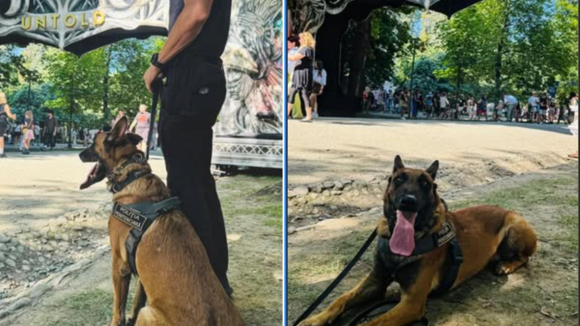 Animalele pot provoca reacții neașteptate din partea suspecților