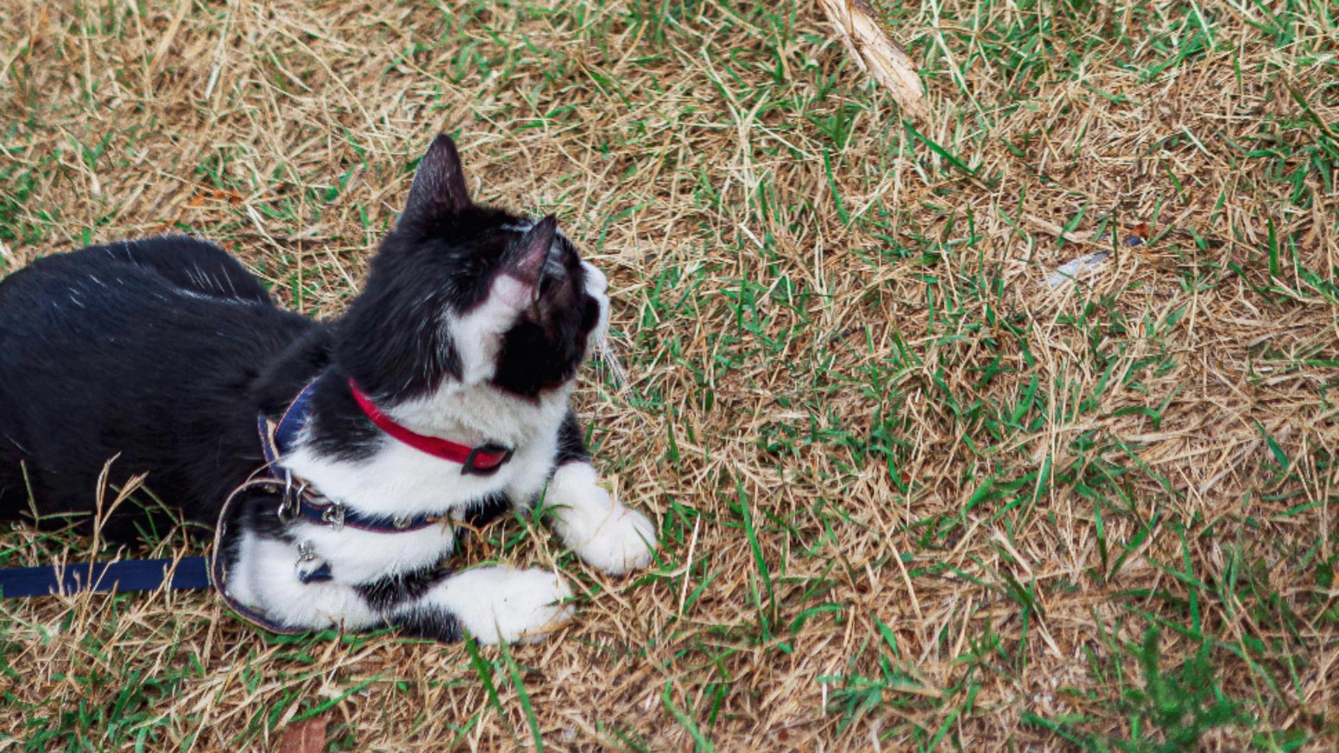 Alimentele care pot fi periculoase pentru câini și pisici. Ce trebuie să știi pentru a nu-ți îmbolnăvi animalul de companie