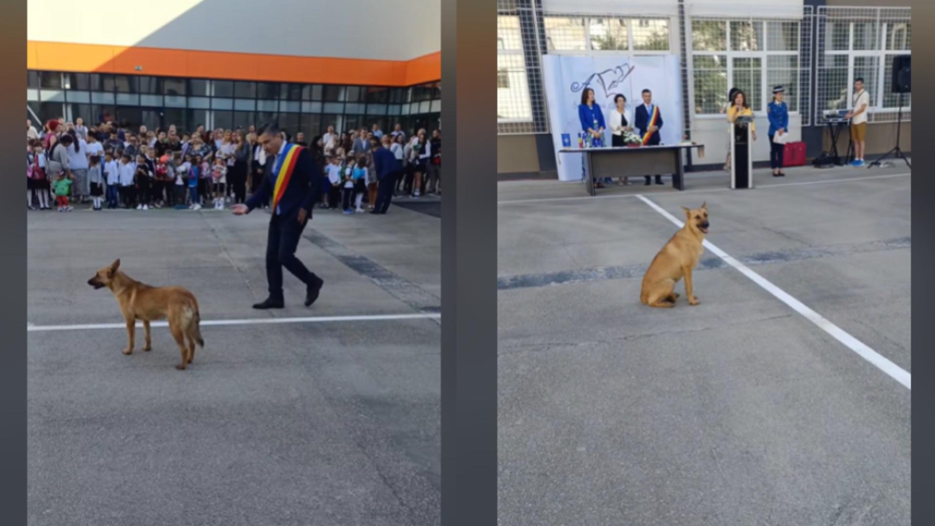Un cățel s-a prezentat la deschiderea anului școlar