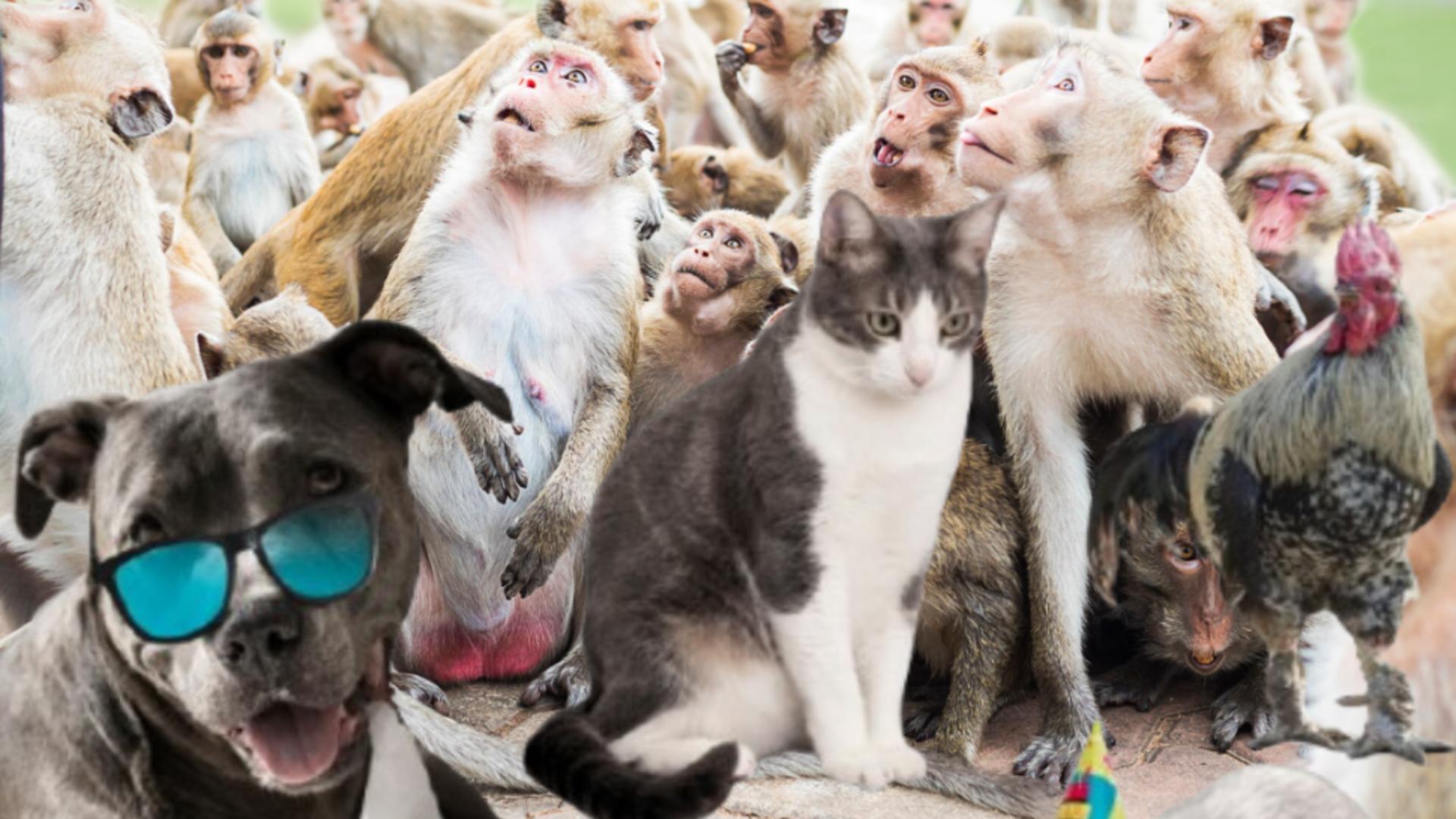 Cel mai bețiv animal din lume.