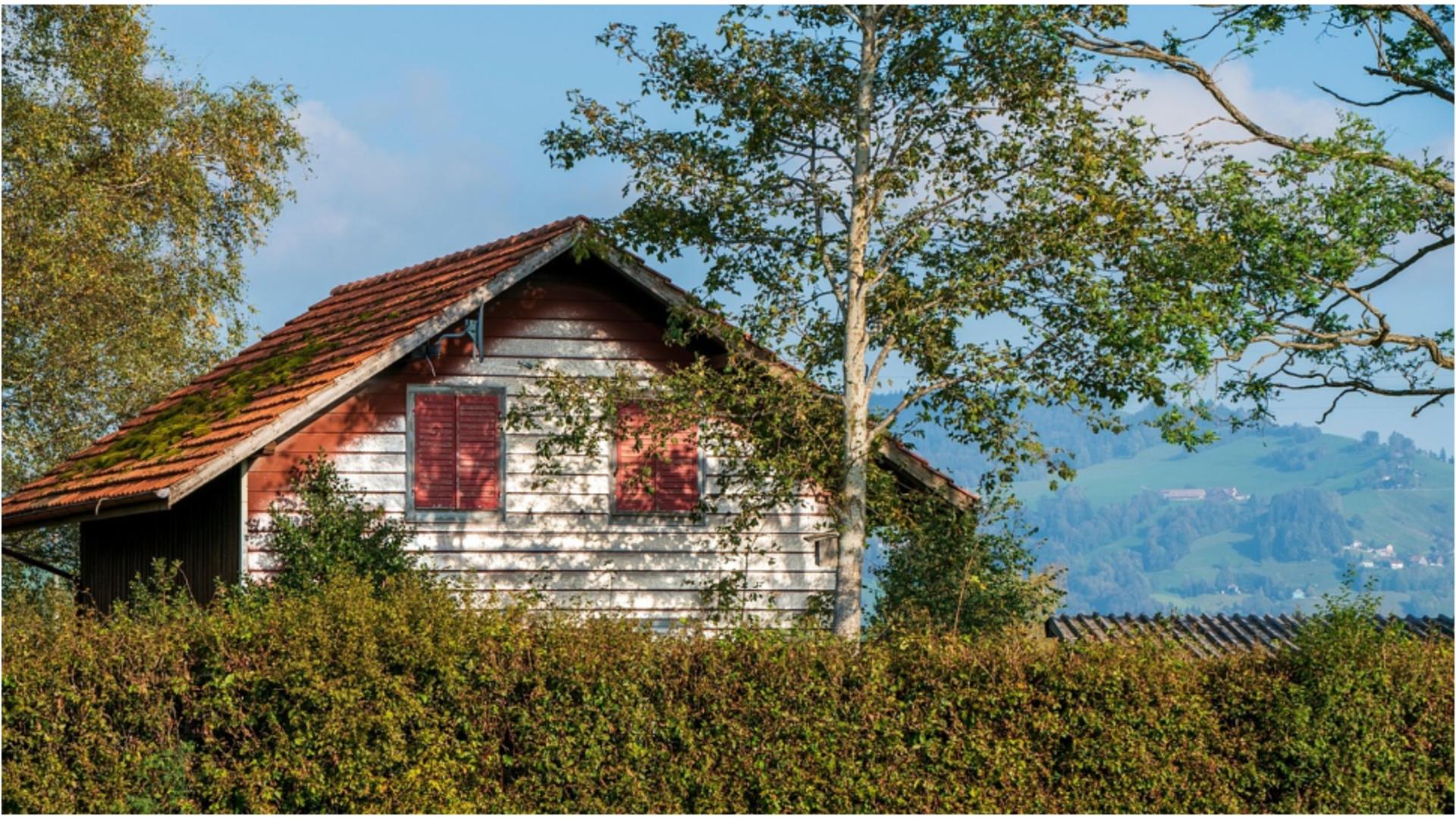 Copacii pe care nu trebuie să îi plantezi lângă casă. FOTO: Pixabay