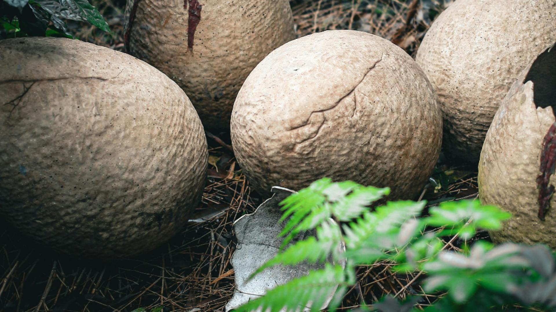 Descoperire uimitoare: Ouă de dinozaur, vechi de 86 de milioane de ani, au fost găsite în China