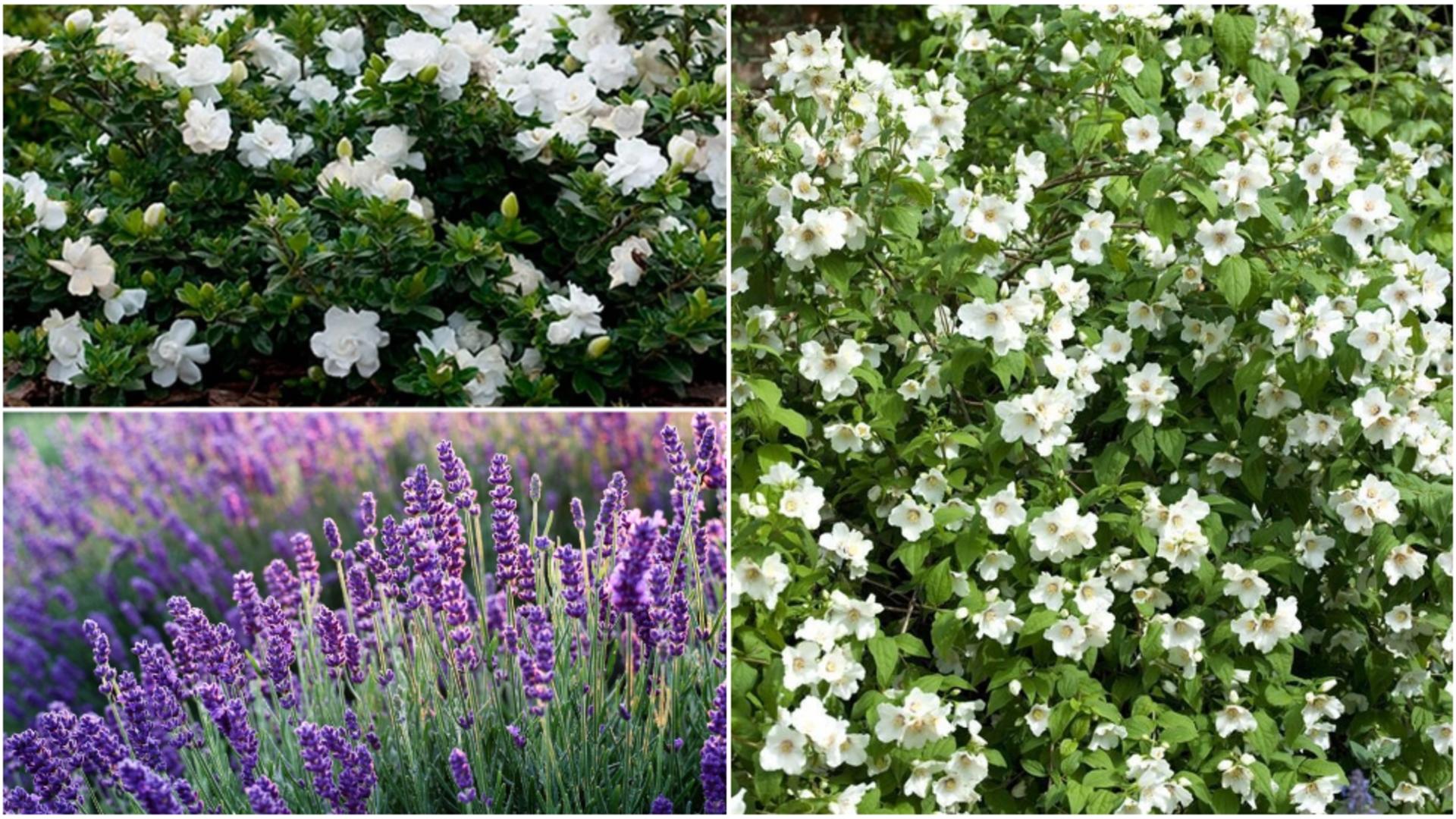 Top șase plante pe care trebuie să le ai în dorimitor.