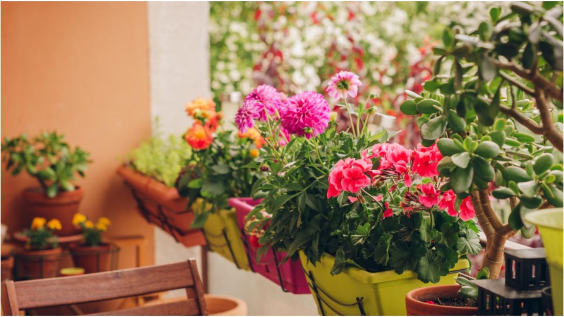 Cum protejezi florile din balcon de înghețul timpuriu