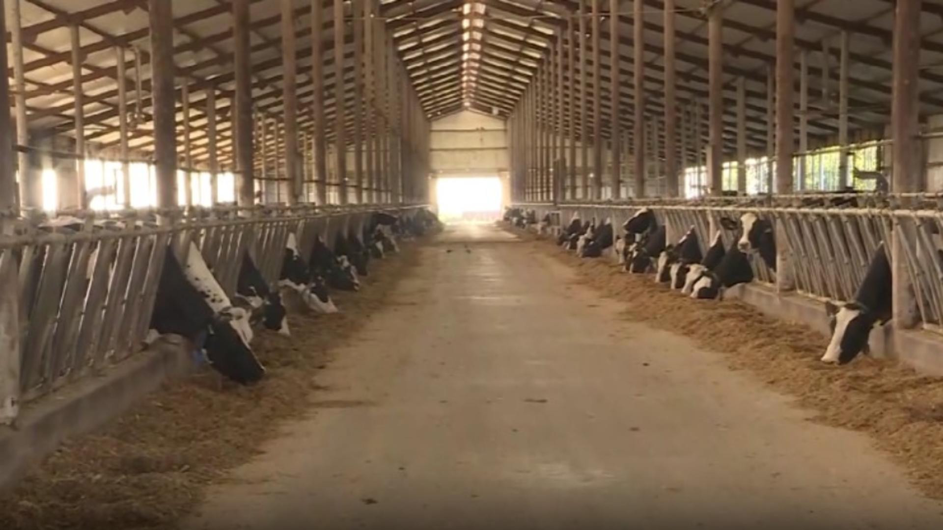 Alertă sanitară! Focar de rabie într-un întreg județ din România