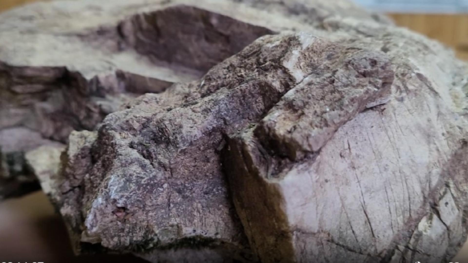 Descoperire impresionantă: a fost găsită o pădure fosilizată