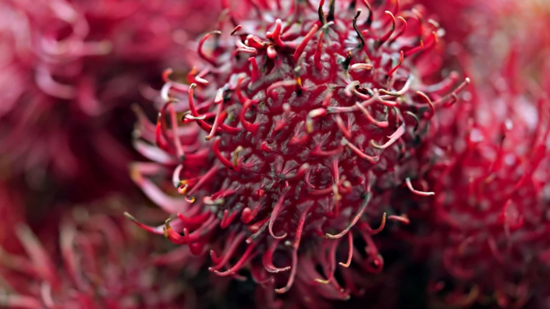 Fructul-arici de care mulți români nici nu au auzit