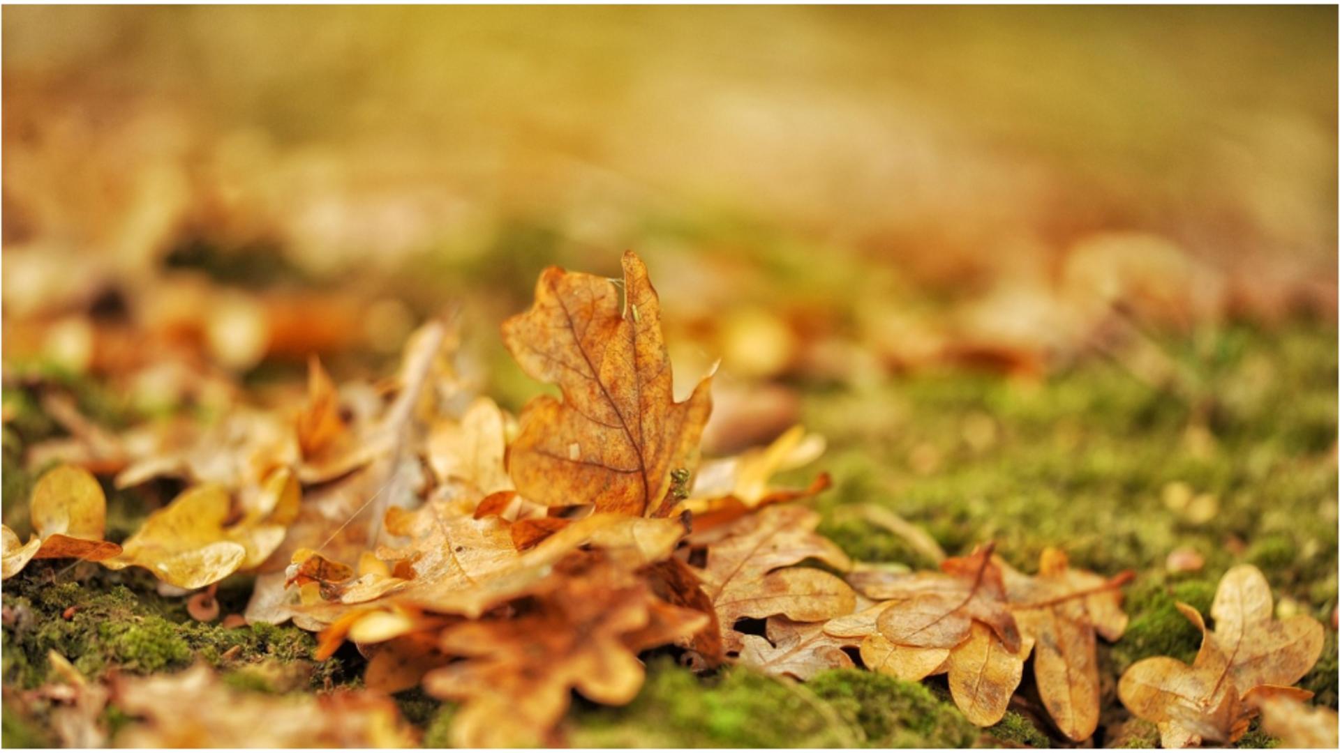 Motivul pentru care nu trebuie să arunci frunzele de toamnă la gunoi. FOTO: Pixabay