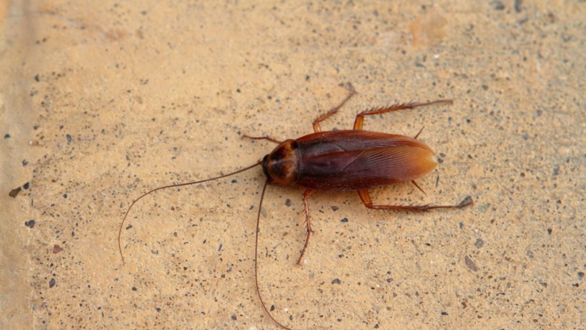 Ce înseamnă dacă ai gândaci de bucătărie în casă? Interpretări spirituale suprinzătoare