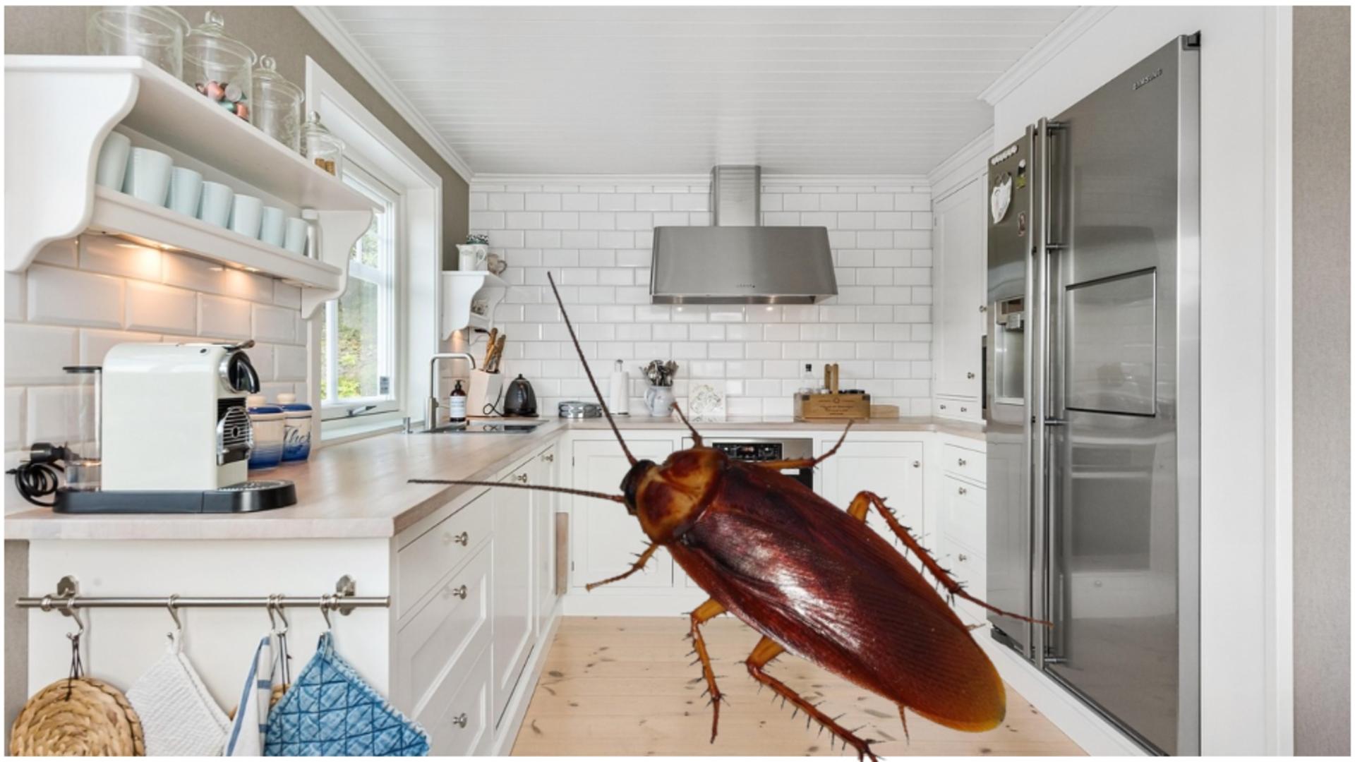 Electrocasnicul care îți poate umple casa de gândaci. FOTO: Pixabay