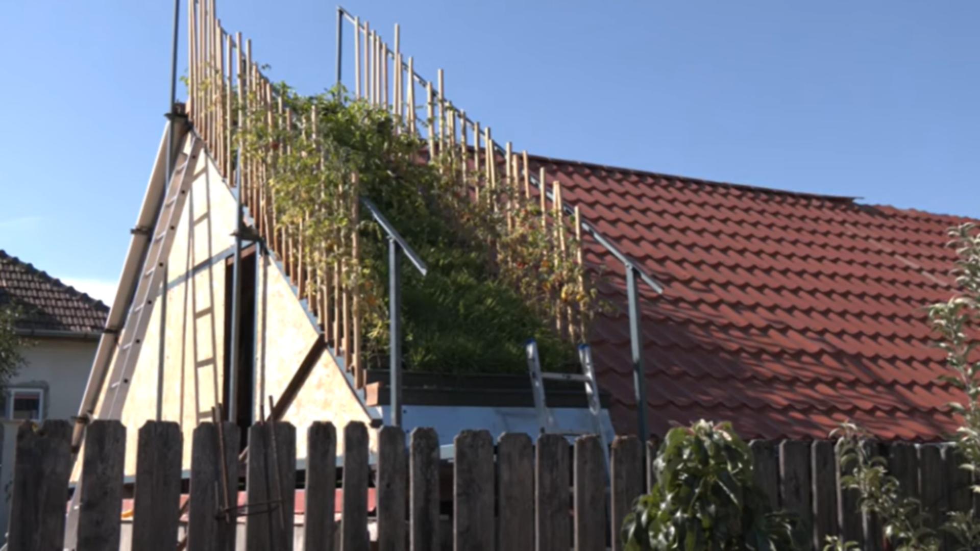 Românul care crește legume pe acoperișul casei