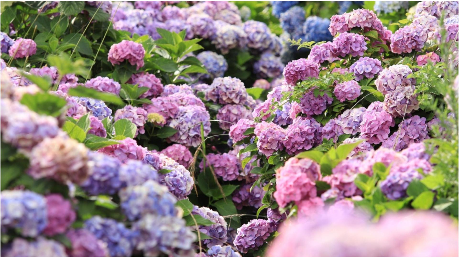 Motivul pentru care trebuie să renunți la hortensiile din grădină. FOTO: Pixabay