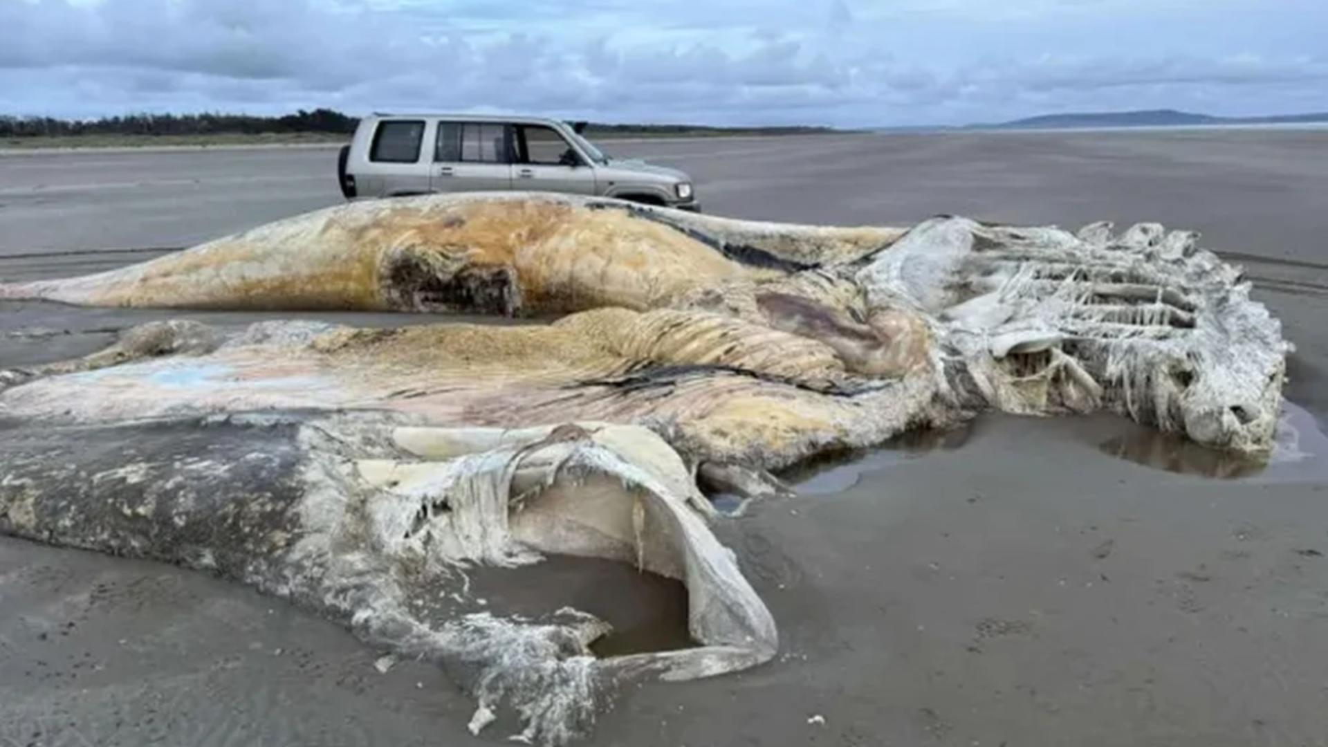 Creatură marină uriașă, eșuată pe o plajă. Localnicii au rămas șocați de descoperire