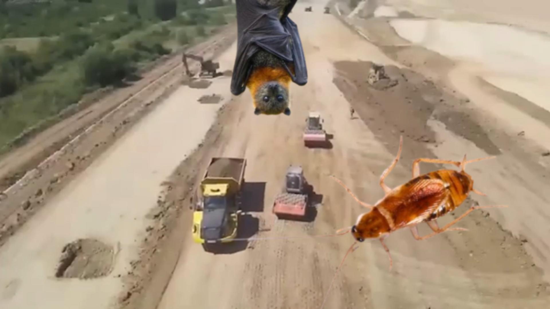 Cum au întârziat gândacul cafeniu și coloniile de lilieci proiecte strategice de infrastructură 