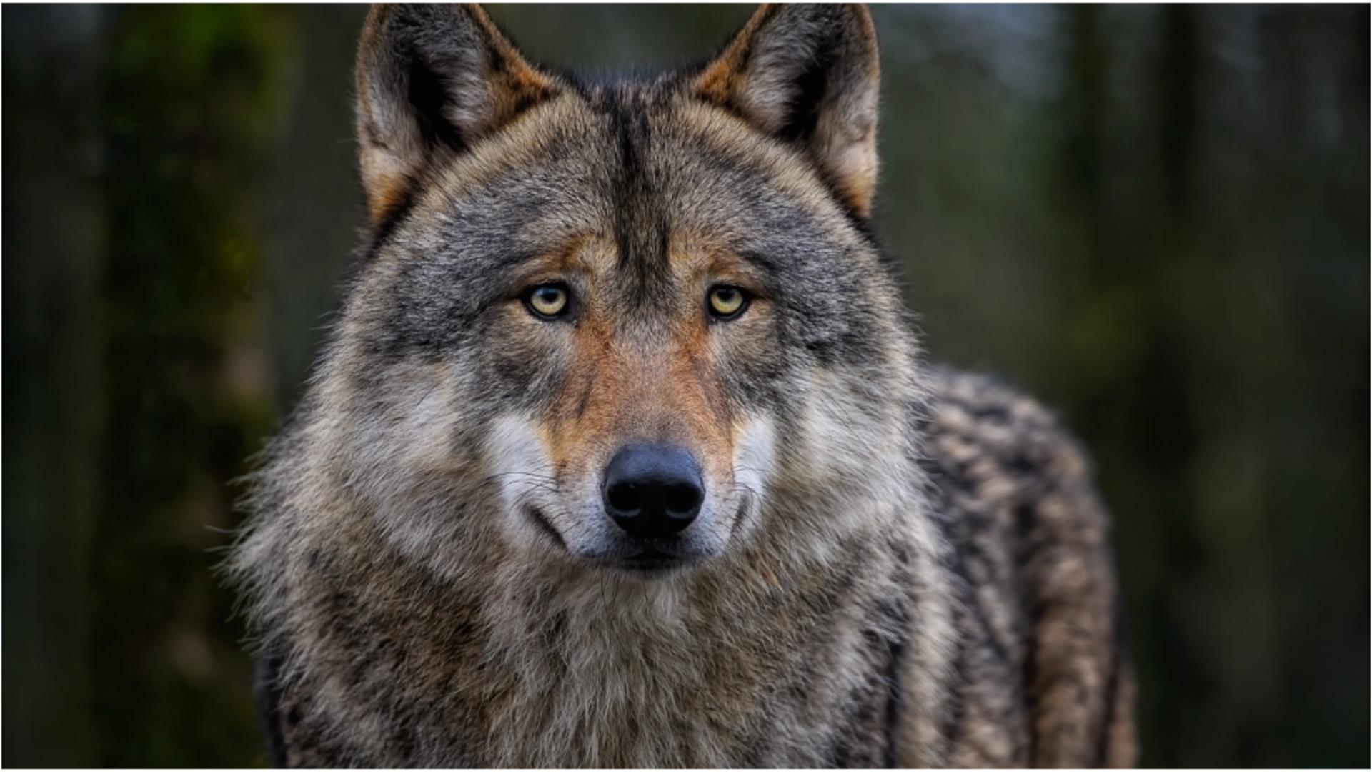 Panică pe o plajă din Halkidiki. FOTO: Pixabay