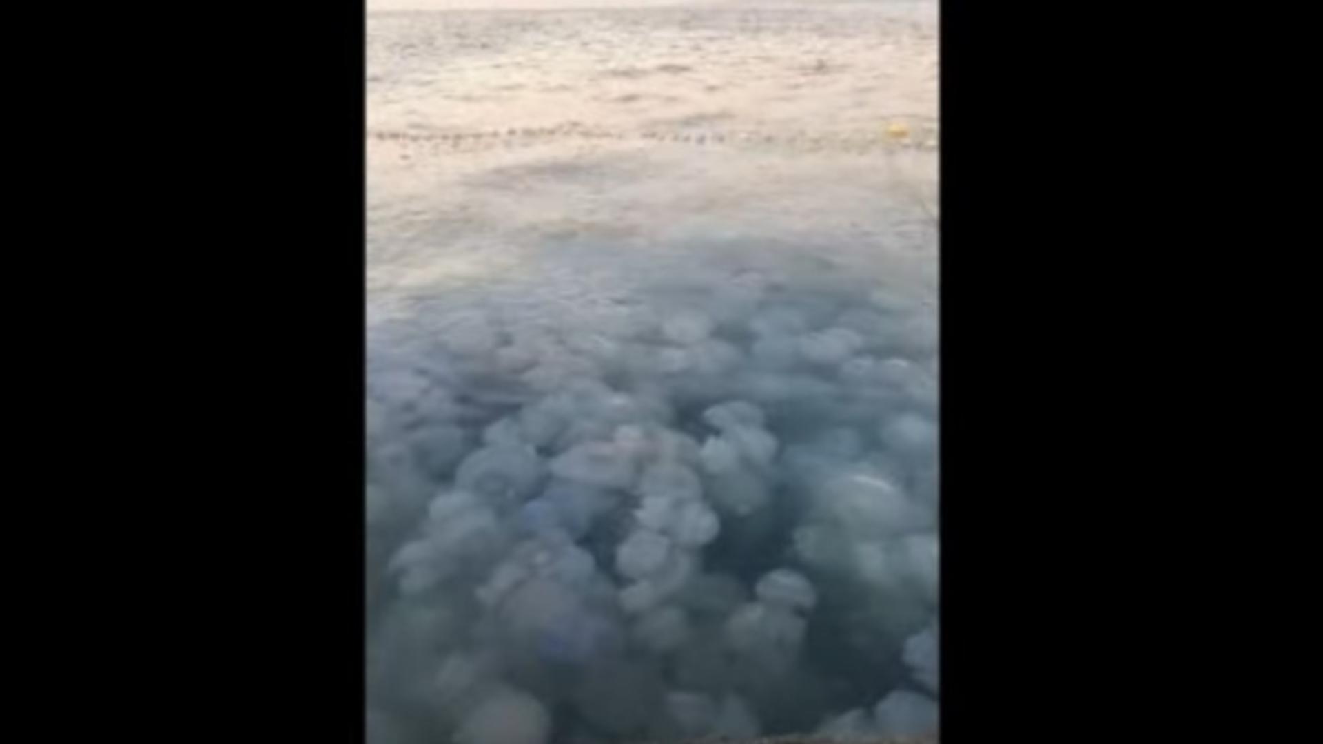 Odată cu venirea toamnei apar la țărm meduzele de apă rece