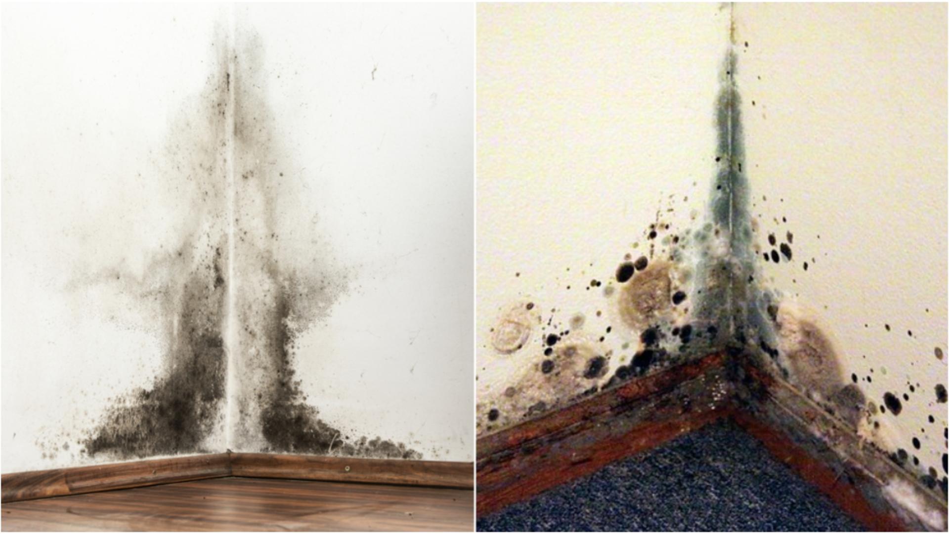 Care este diferența dintre mucegai şi igrasie