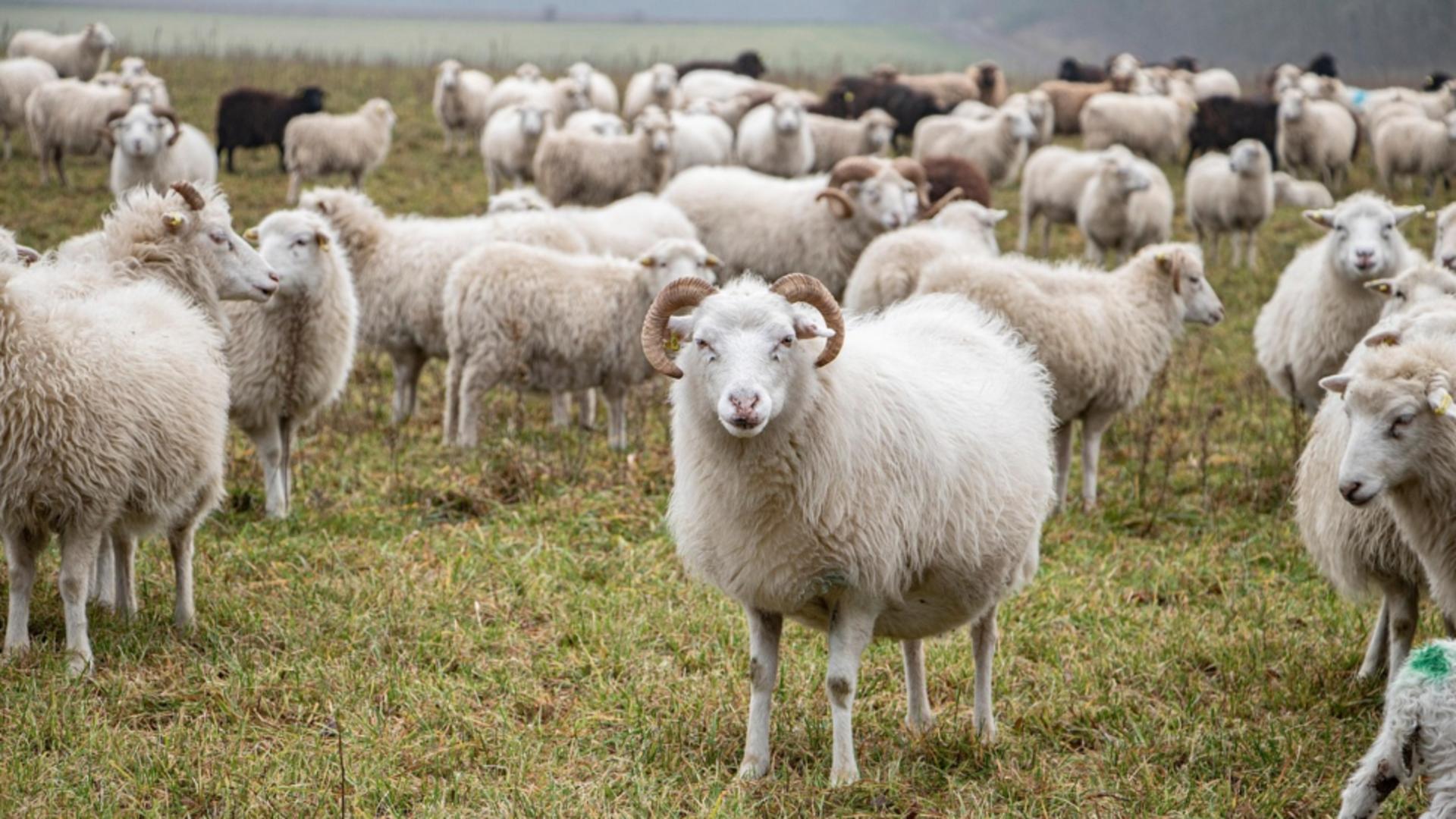 Focar de antax la o fermă de capre și oi din Vrancea. FOTO: Pixabay