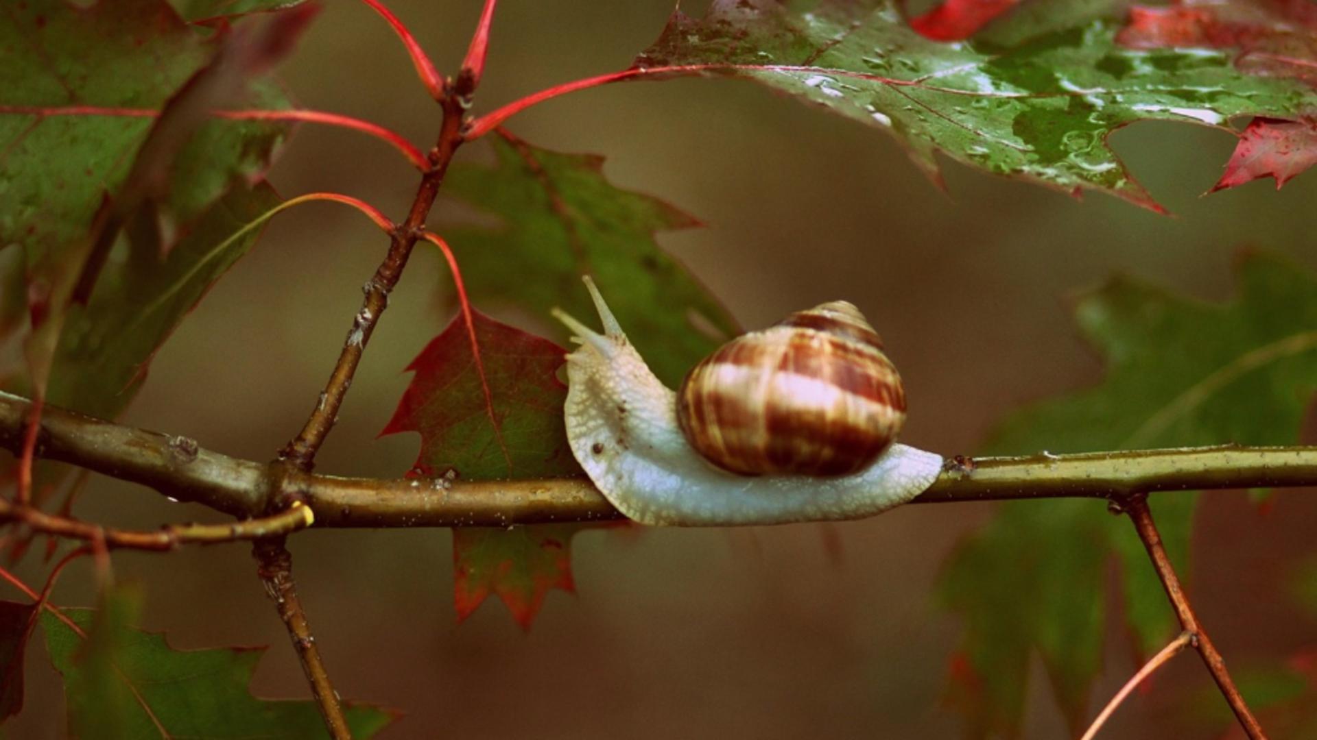 Informare meteo de furtuni și vânt puternic. ANM anunță o răcire accentuată a vremii