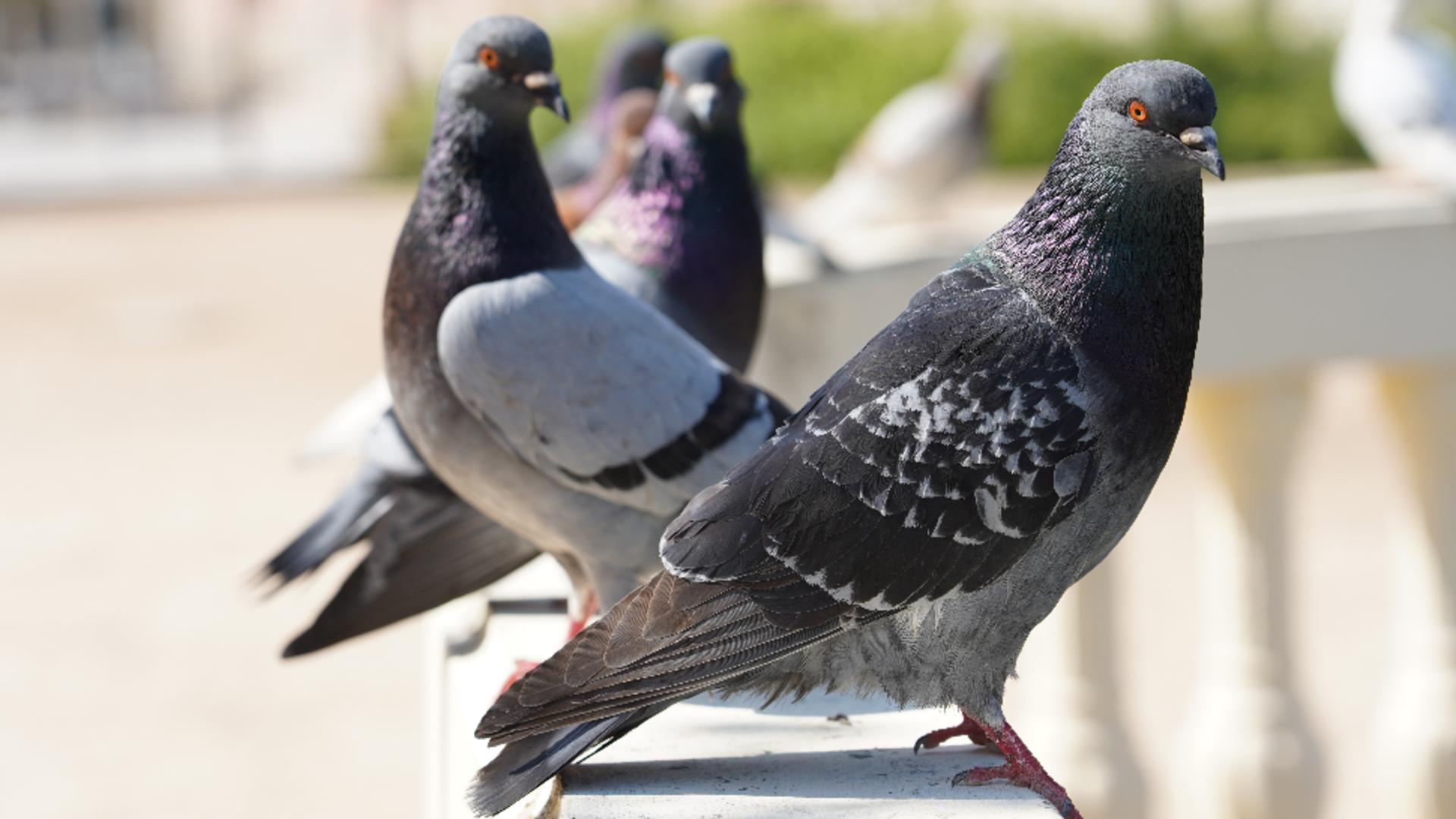 Mirosurile care țin porumbeii departe