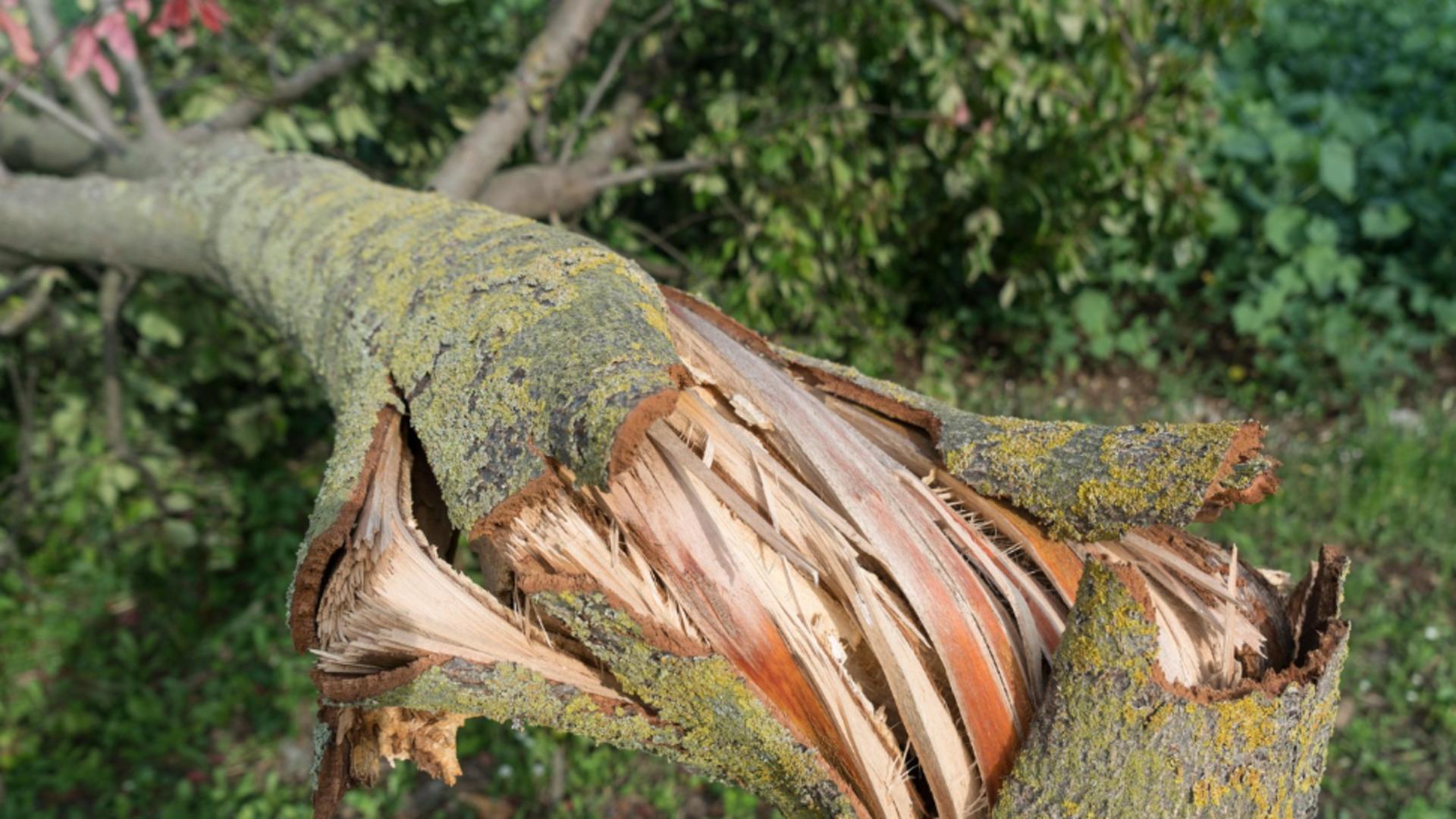 ântul puternic face ravagii: copaci doborâți în curtea Liceului cu Program Sportiv Iași. Mai multe județe se află sub avertizare meteo/ Profimedia