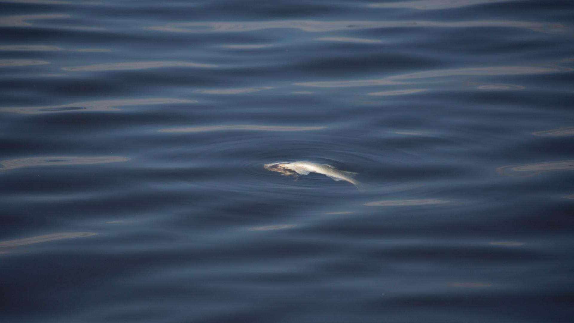 Rămășițe umane, descoperite într-o baltă cu pești din Timiș: poliția a deschis dosar penal Profimedia