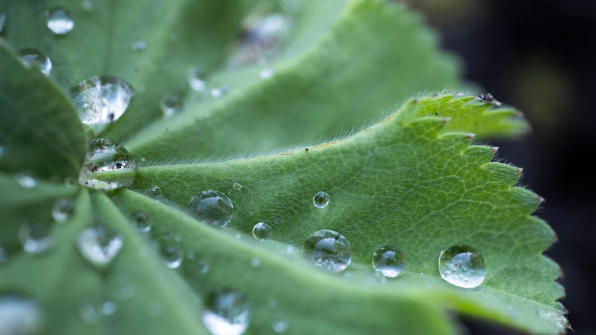 Utilizarea în doze moderate poate avea efecte benefice (foto: Profimedia)