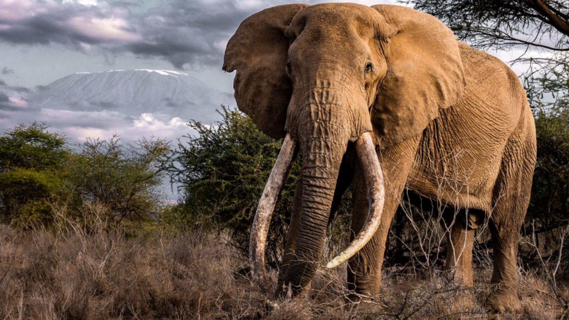 Expresie a dispărut de mult timp din circulație (Profimedia)