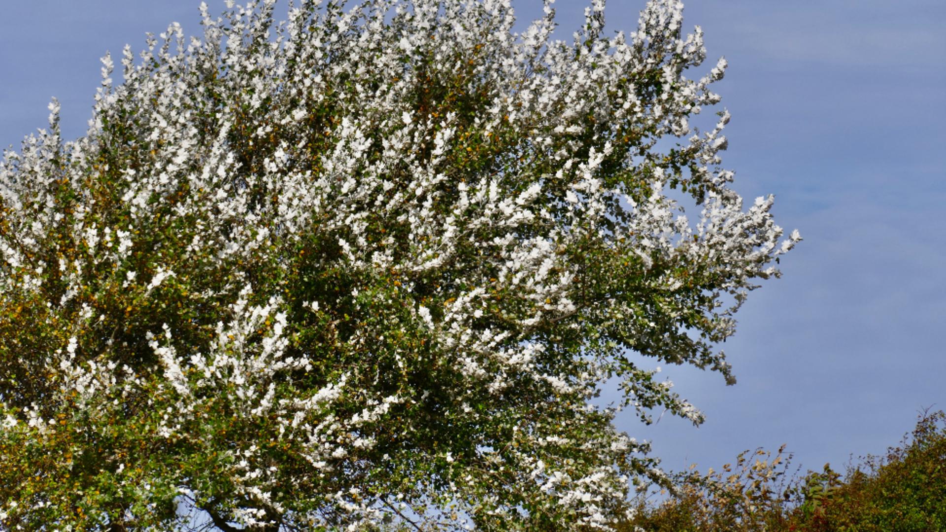 Alertă meteo! Vânt puternic și rafale de până la 100 km/h, până duminică seara/ Profimedia