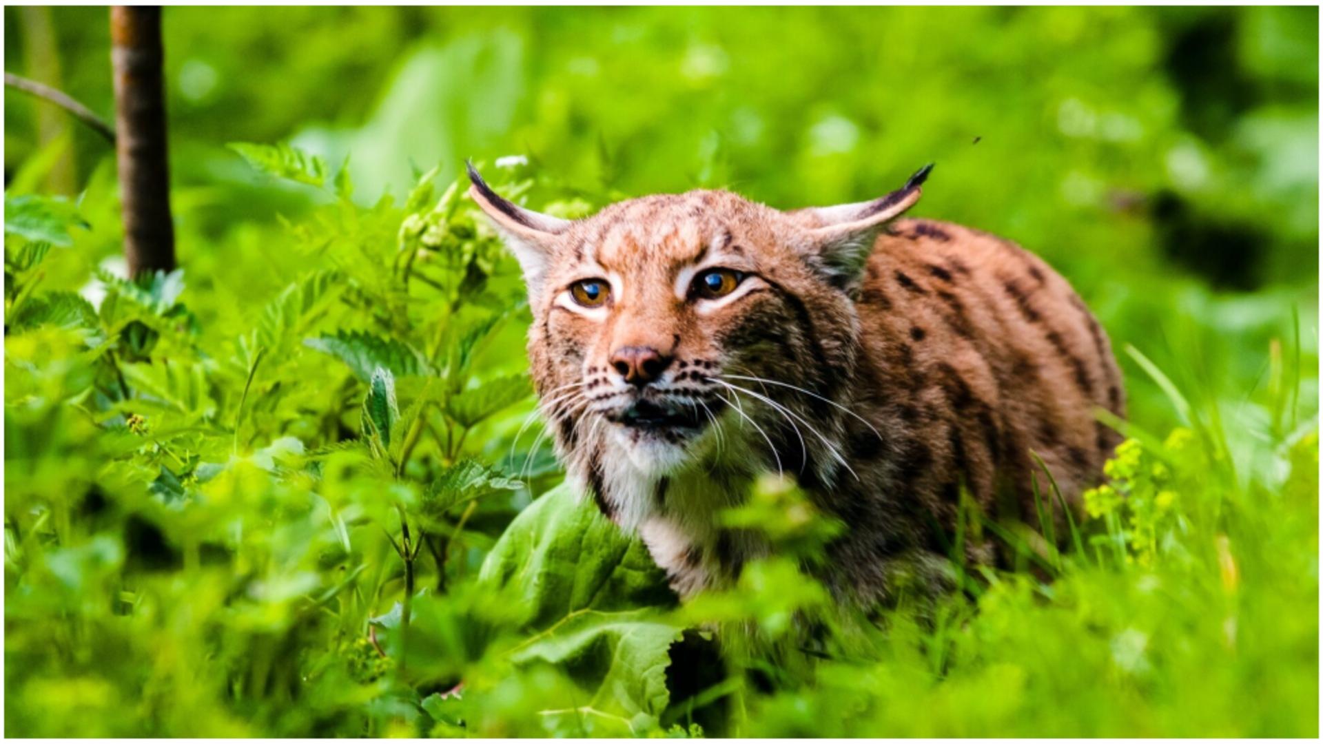 Copil în stare gravă, după ce a fost mușcat de un râs în curte