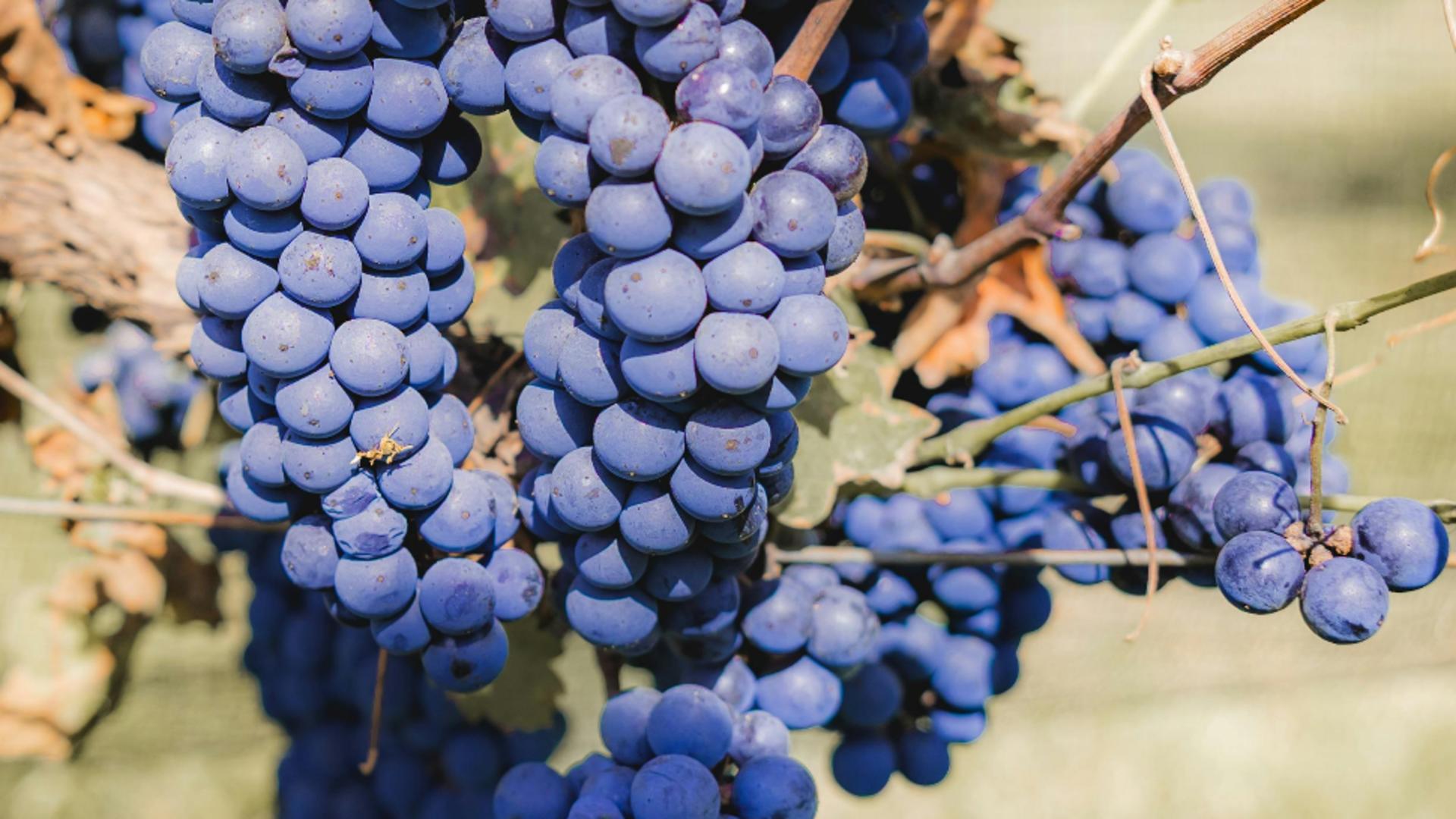 Dulceață de struguri negri. Rețeta fără zahăr