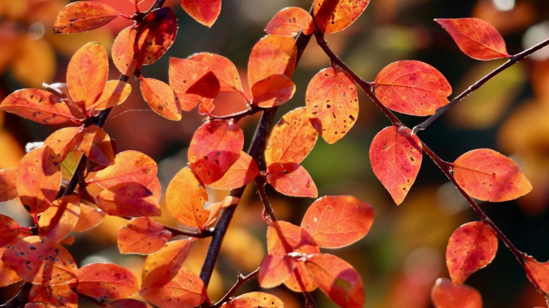 Cod galben de vânt: rafale de până la 90 km/h 