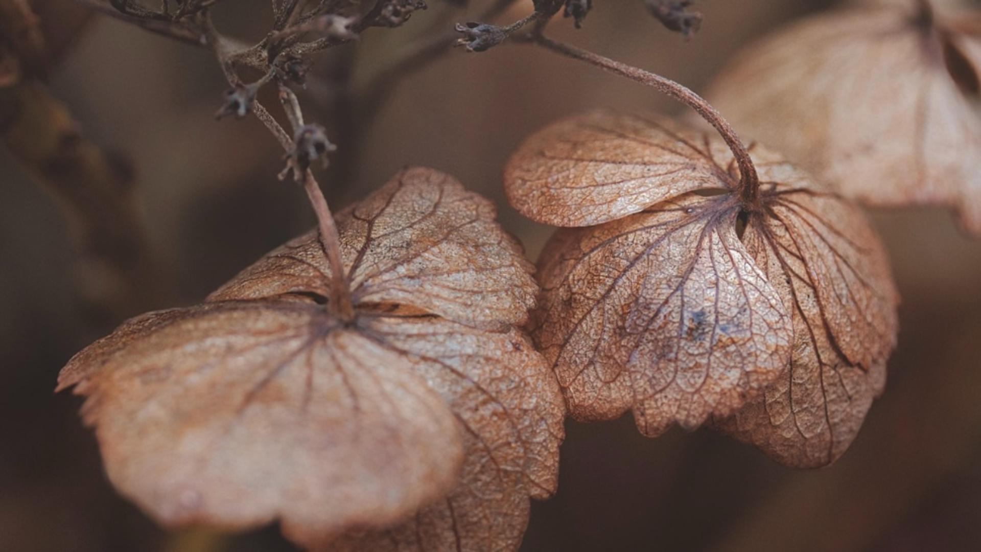 Cod galben de fenomene meteo extreme: ceață și vânt puternic - rafale de până la 70 km/h