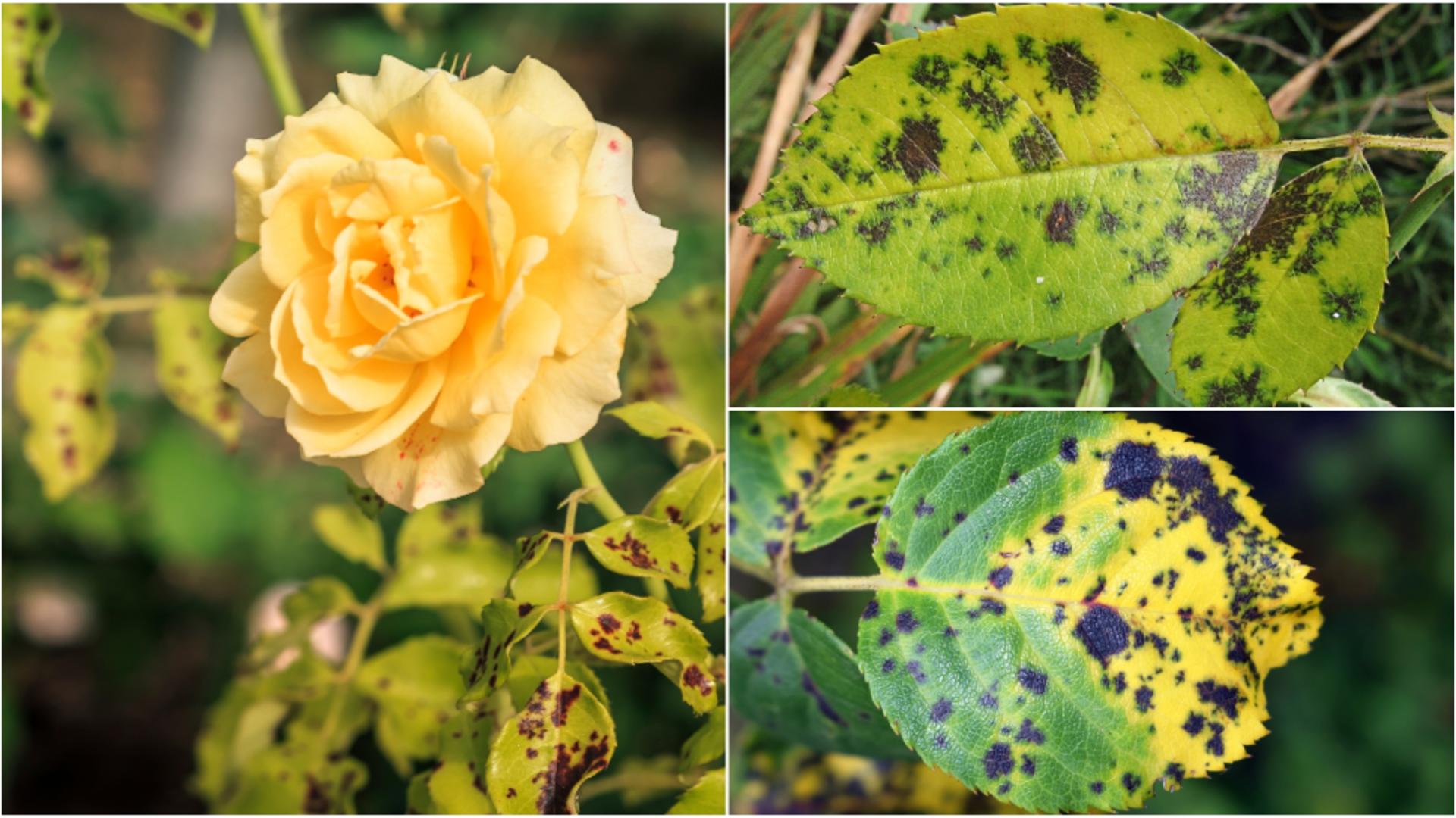 Trucul care elimină petele negre de pe trandafiri