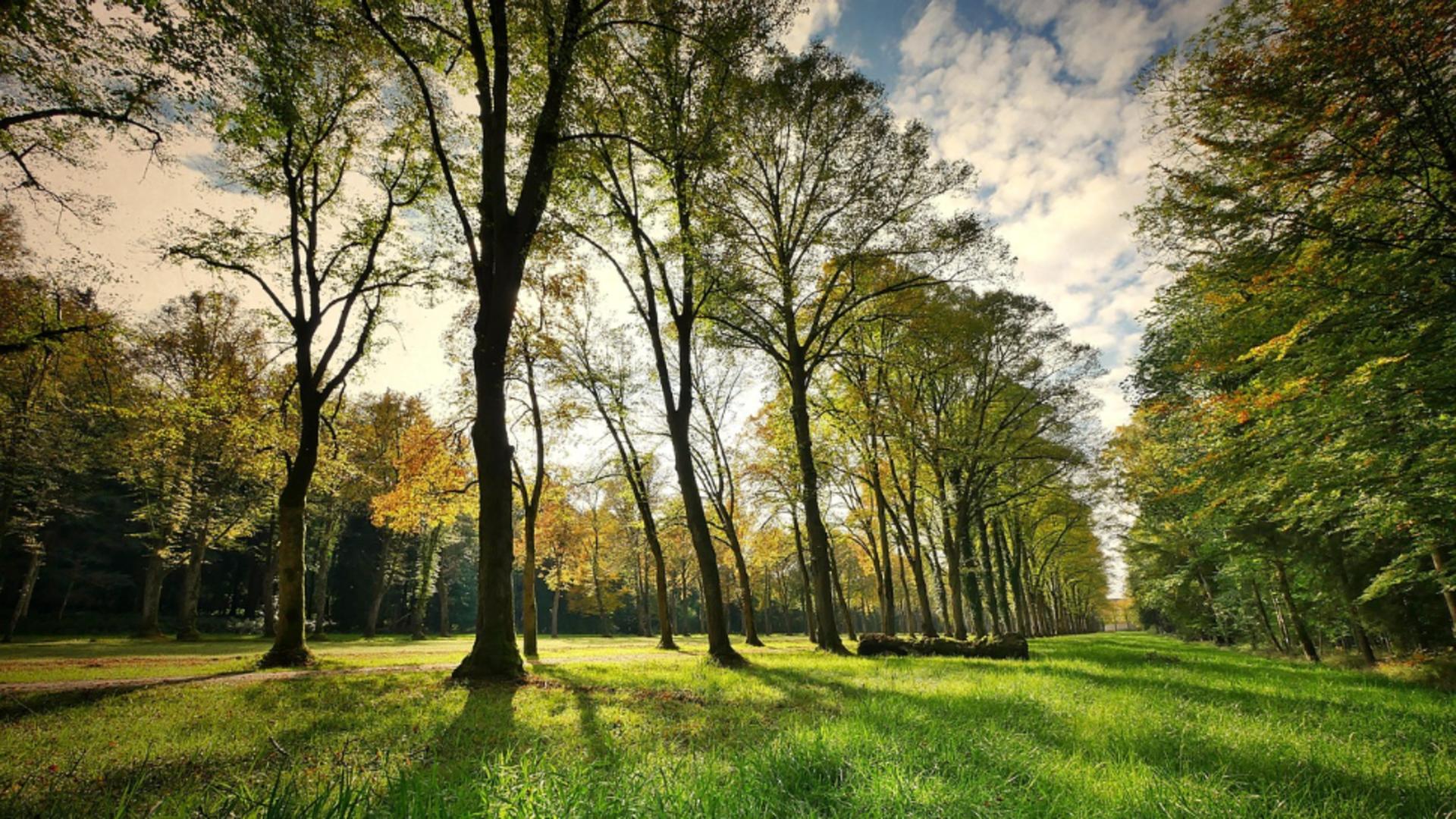 Planta interzisă toamna în România. Puțini știu că este protejată prin lege și amenzile sunt uriașe