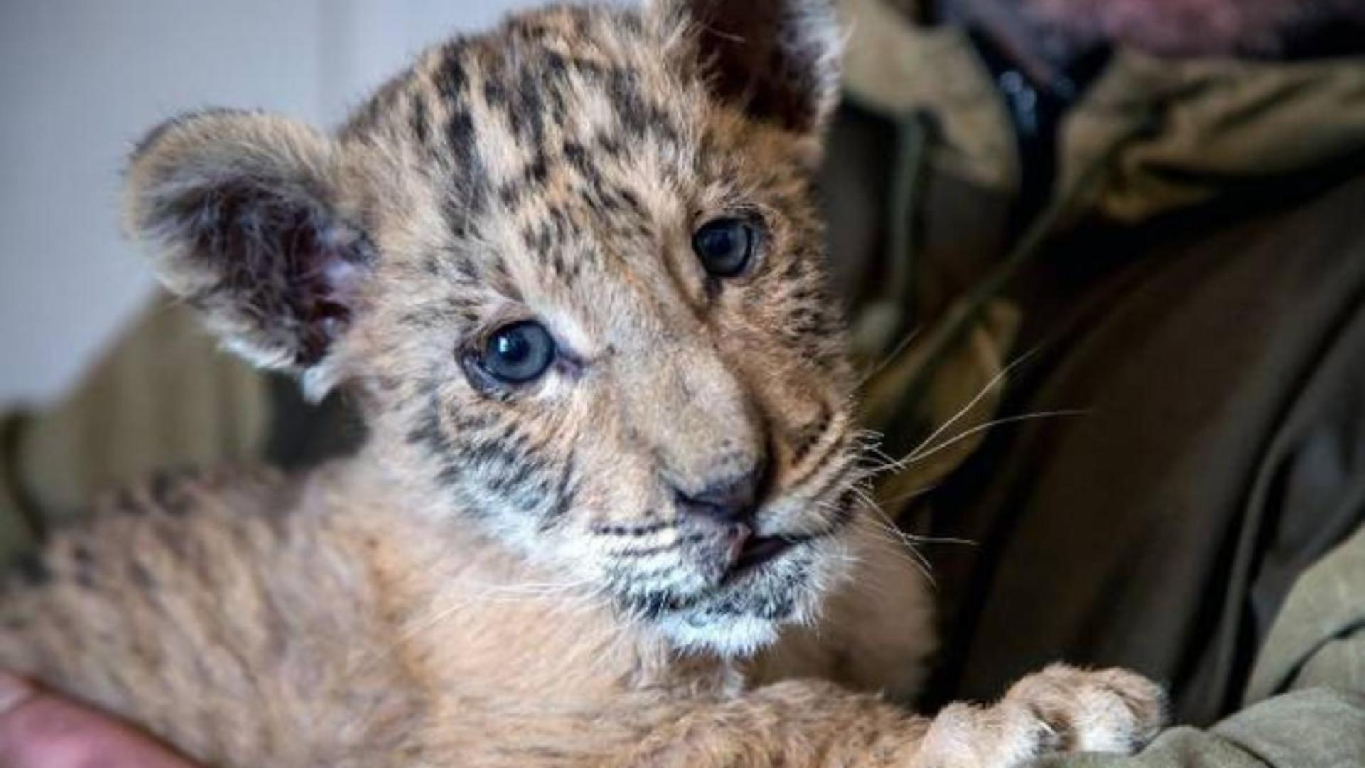 Alertă la o grădină zoo din Suceava: copil mușcat de ligru, o fetiță atacată de maimuță