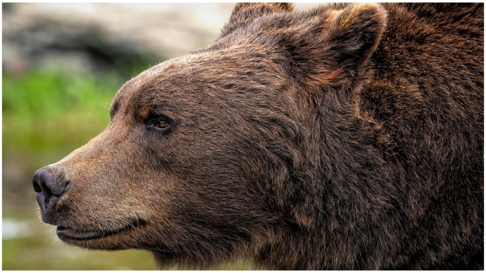 Alertă de urs la mai puțin de 20 de kilometri de Târgoviște