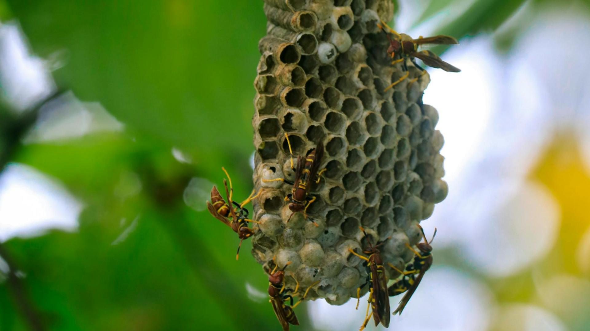 Turiștii, în pericol pe una dintre cele mai căutate insule din Grecia, din cauza invaziei de viespi