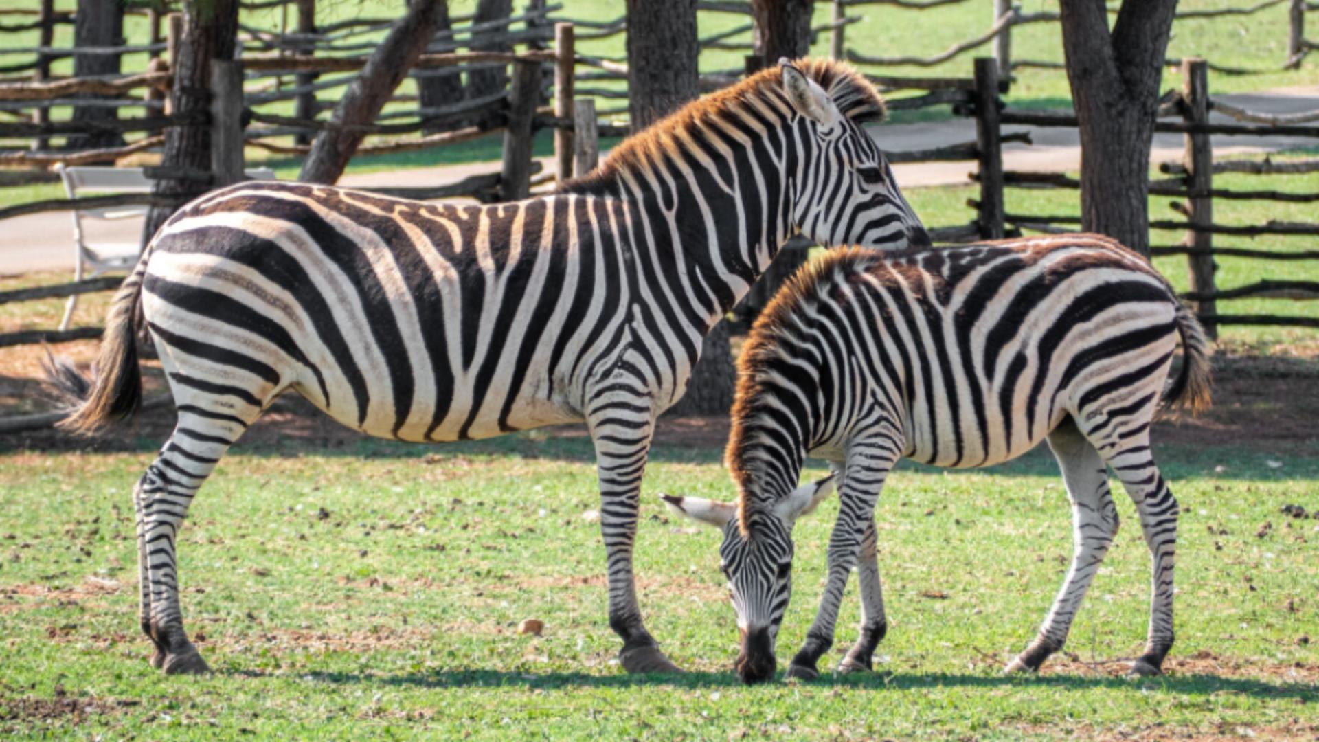 Cele mai ridicole experimente ale oamenilor de știință, premiate la Ig Nobel 2025