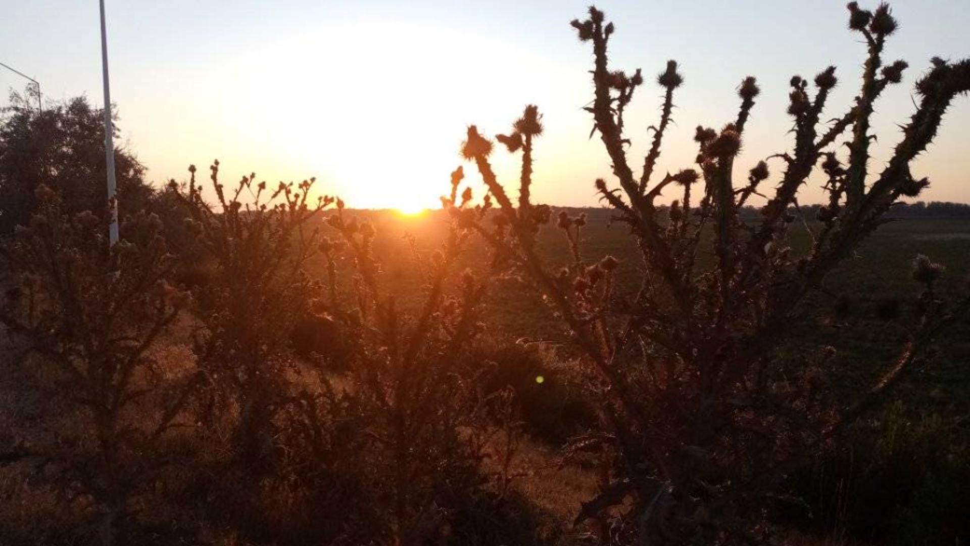 Albia secată a unui fost lac sezonier, zona Sf. Gheorghe (foto: Emanuel Focsan)