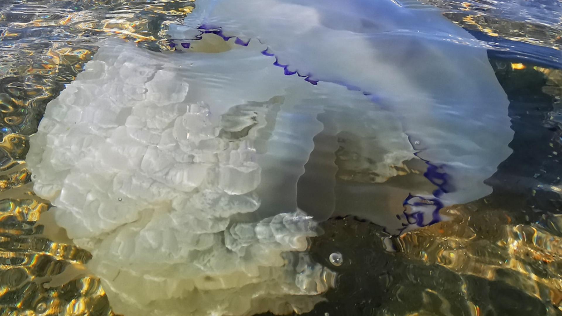 Plaja din Mamaia, acoperită de mii de meduze uriașe eșuate. Cum explică specialiștii fenomenul?