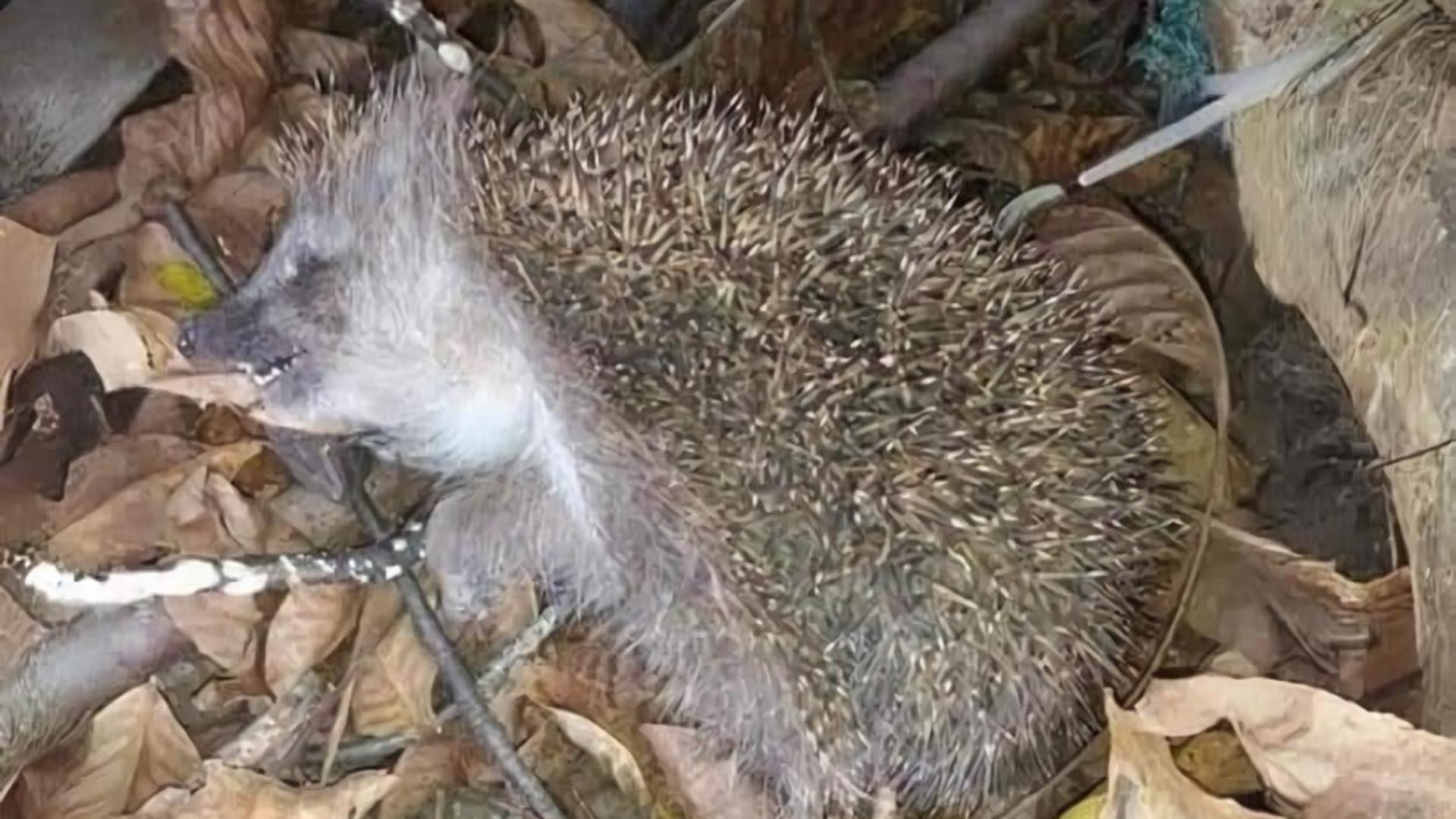 Micile mamifere hiberneazaă, uneori în poziții nefirești (foto via Natura e uimitoare)