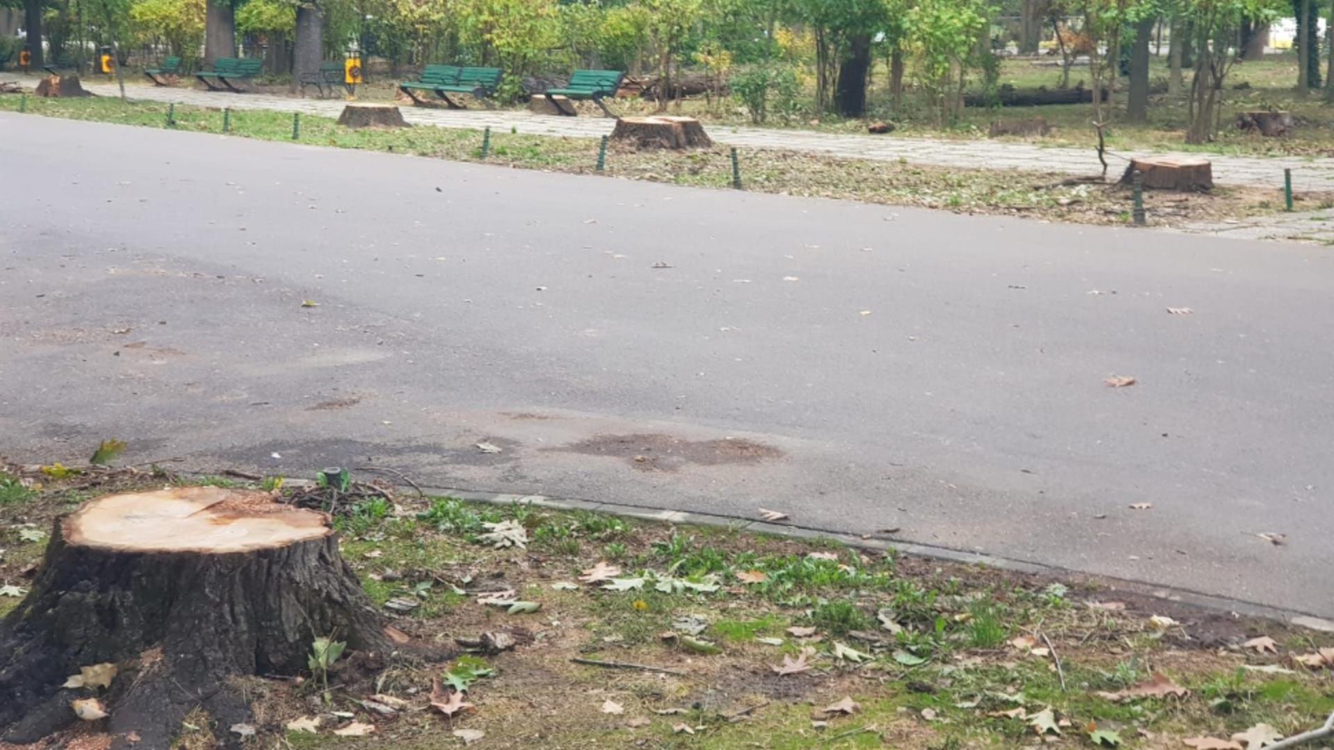 În mai multe parcuri importante se fac toaletări masive (foto: Diana Culescu/FB)